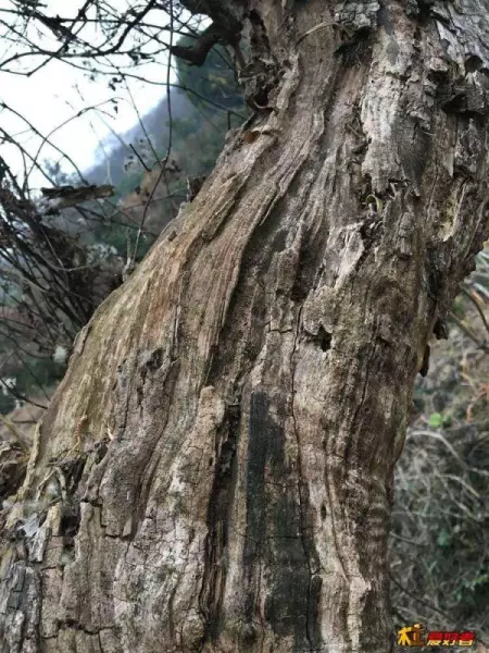 枣木和桃木哪个更辟邪(2)