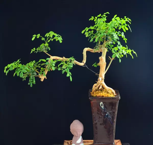对节白蜡盆景用深盆还是浅盆(3)