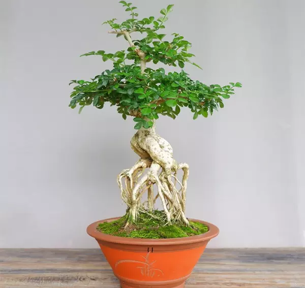 对节白蜡盆景用深盆还是浅盆(4)