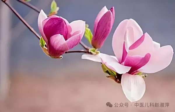 望春花的功效与作用服用方法(2)