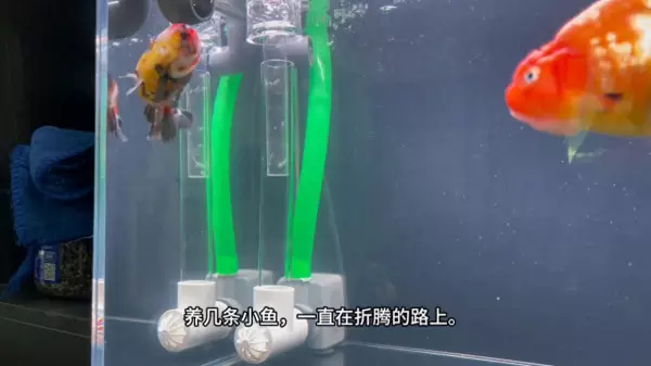 503030鱼缸用多大流量的水泵(1)