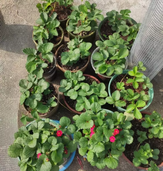 阳台种草莓的技巧和正确方式(2)