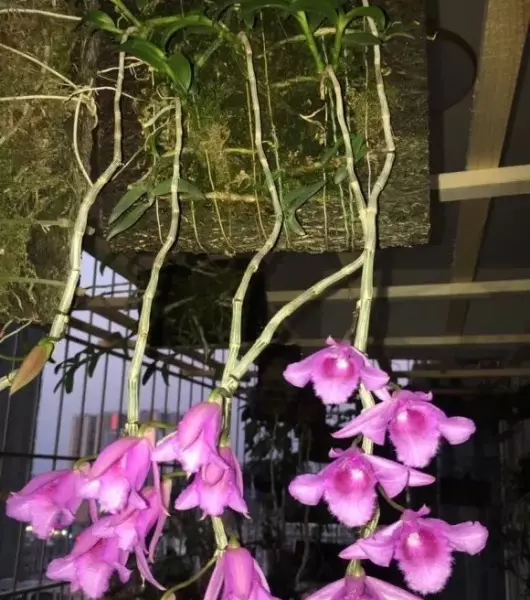 石斛盆栽开的花能不能吃(1)