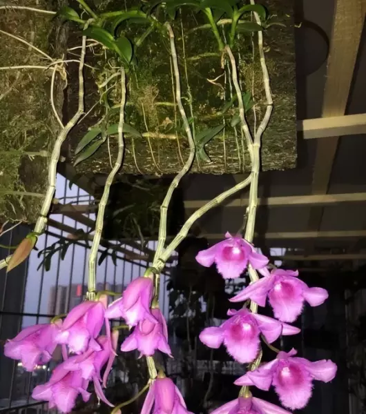 石斛盆栽开的花能不能吃(2)