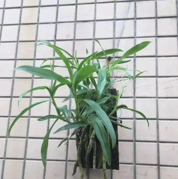 石斛盆栽开的花能不能吃(3)