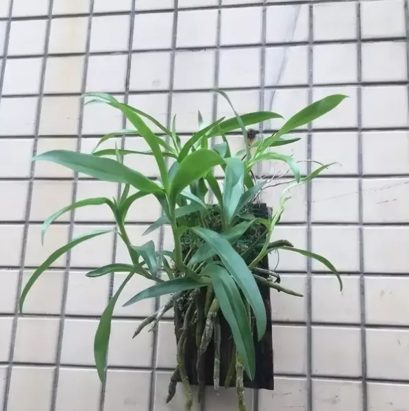 石斛盆栽开的花能不能吃(4)