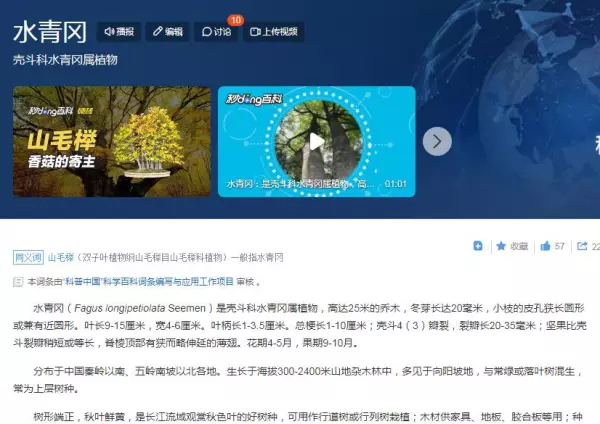 山毛榉是实木里最差的吗(4)
