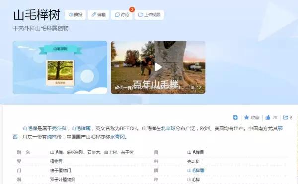 山毛榉是实木里最差的吗(5)