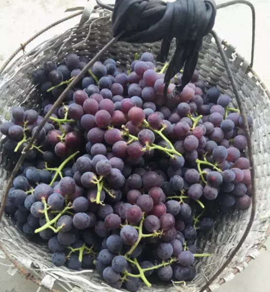 安溪红酒怎么酿制(1)