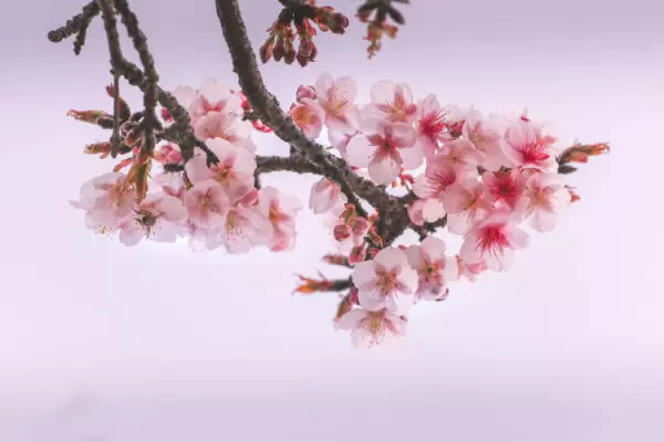 顾村公园樱花什么时候开2023(2)