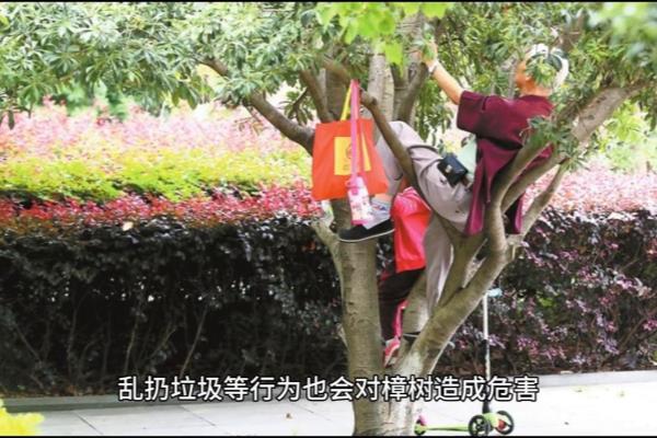 樟树叶子变枯不落叶怎么回事啊.