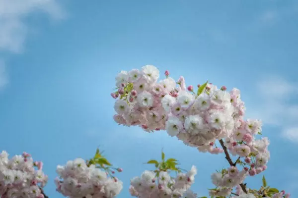 总经理让你去菜市场帮他买一次菜让买5斤西红柿回来去了发现没有了你怎么办(1)
