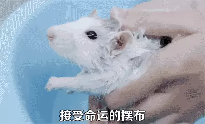 花枝鼠和老鼠的区别(11)