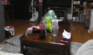 花枝鼠和老鼠的区别(5)