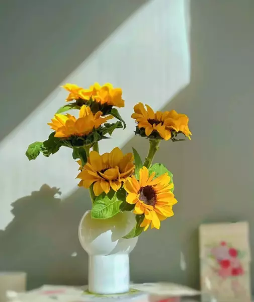 晒家里的花草怎么发朋友圈(6)