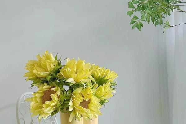 晒家里的花草怎么发朋友圈.