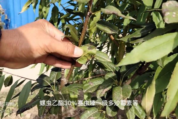 木蚤怎么消灭最简单的办法.