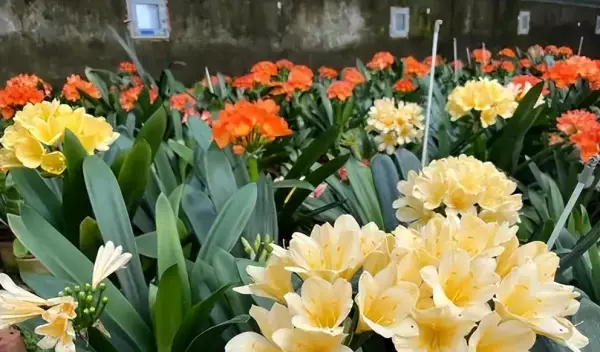 奇异君子兰与毛兰的区别(16)