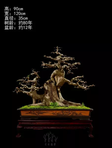 大叶白蜡与小叶白蜡的区别(1)