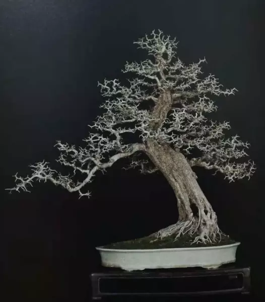 大叶白蜡与小叶白蜡的区别(2)
