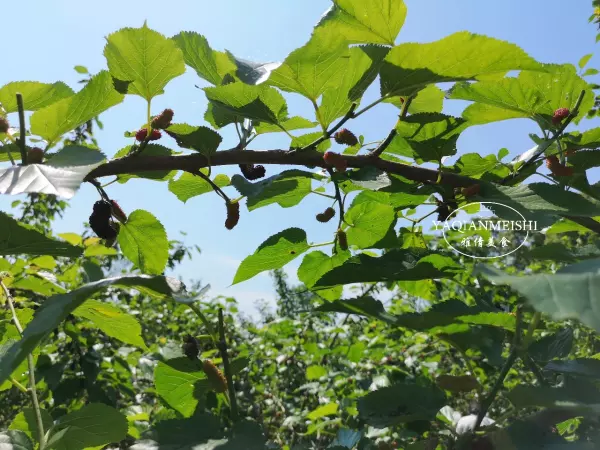 桑树叶霜打了以后当茶喝有啥好处(1)