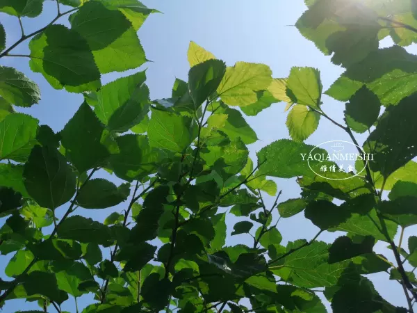 桑树叶霜打了以后当茶喝有啥好处(2)