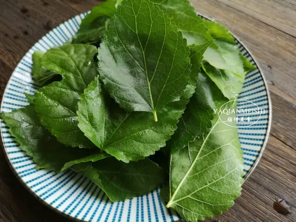 桑树叶霜打了以后当茶喝有啥好处(3)
