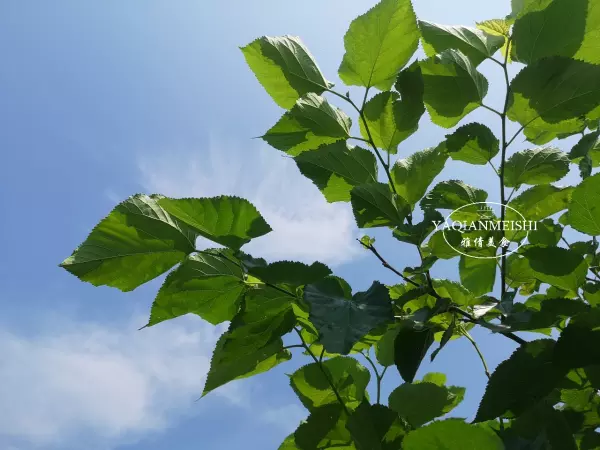 桑树叶霜打了以后当茶喝有啥好处(4)