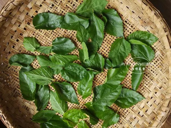 桑树叶霜打了以后当茶喝有啥好处(7)
