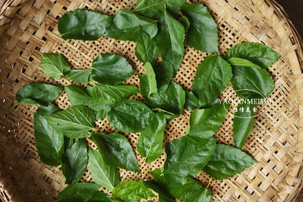 桑树叶霜打了以后当茶喝有啥好处.