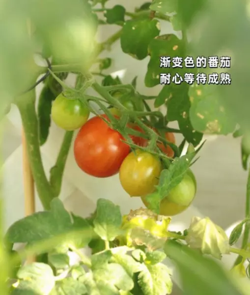 阳台菜园怎么设计最合理(10)