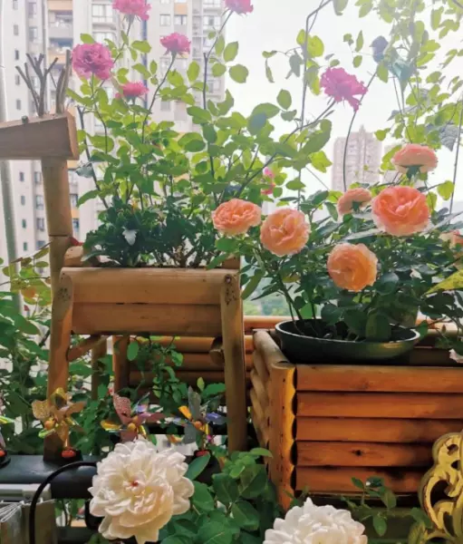 阳台菜园怎么设计最合理(11)