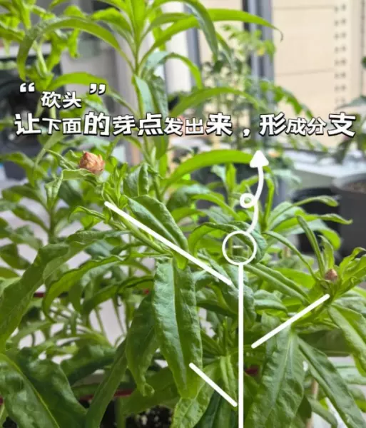 阳台菜园怎么设计最合理(12)