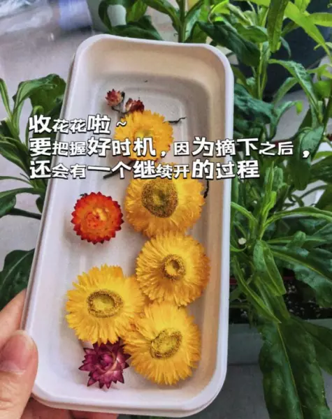 阳台菜园怎么设计最合理(13)
