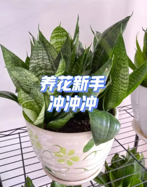 阳台菜园怎么设计最合理(15)