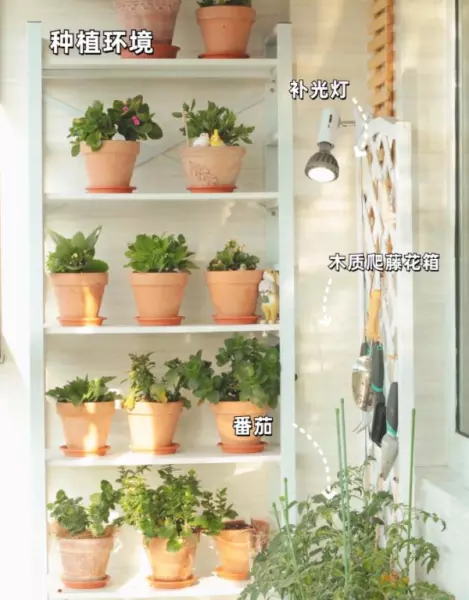 阳台菜园怎么设计最合理(9)