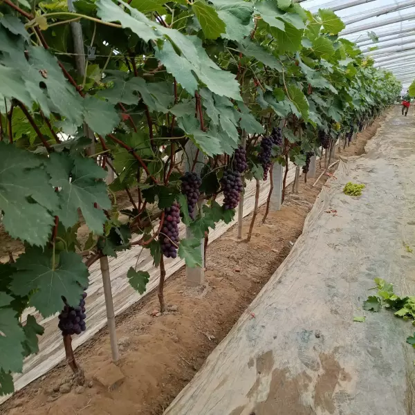 盆栽葡萄小苗第一年如何修剪(3)