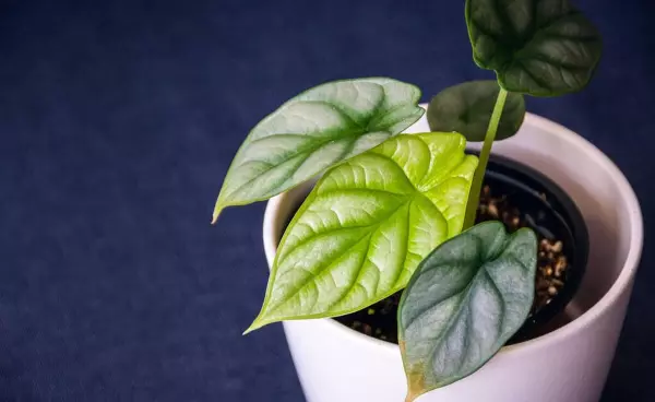 盆栽植物叶子发黄是什么原因(1)