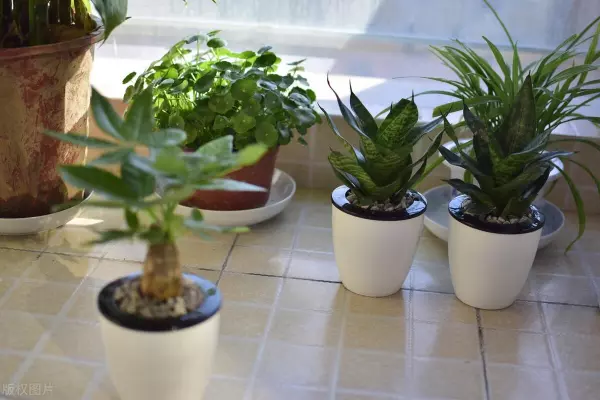 盆栽植物叶子发黄是什么原因(2)