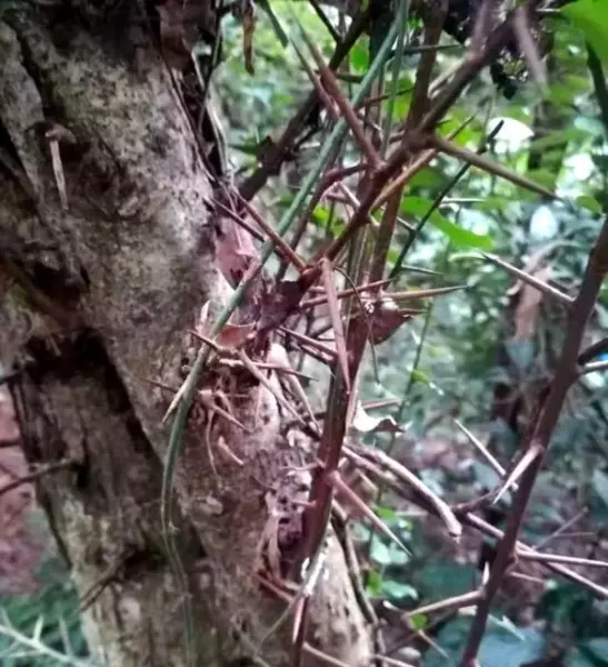 车轴草和酢浆草的区别(4)