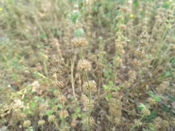 夏至草,与夏枯草益母草的区别(11)