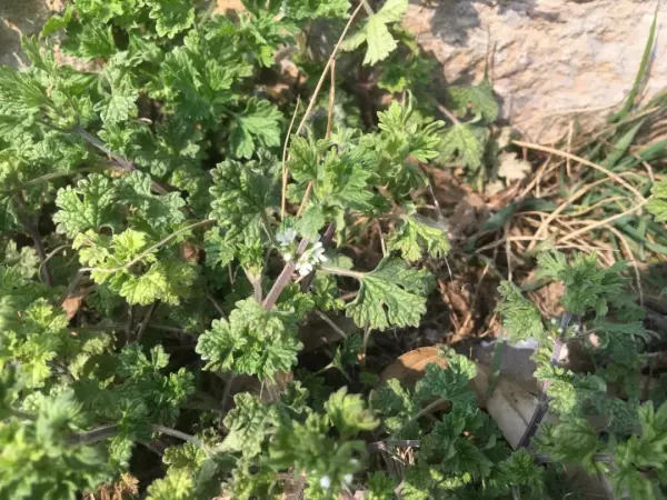夏至草,与夏枯草益母草的区别(1)