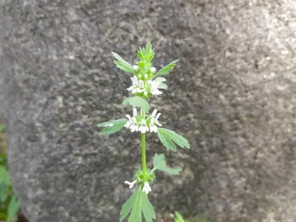 夏至草,与夏枯草益母草的区别(2)