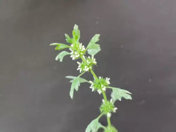 夏至草,与夏枯草益母草的区别(3)