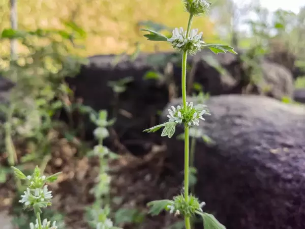 夏至草,与夏枯草益母草的区别(4)