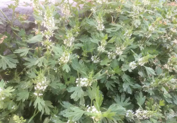 夏至草,与夏枯草益母草的区别(5)