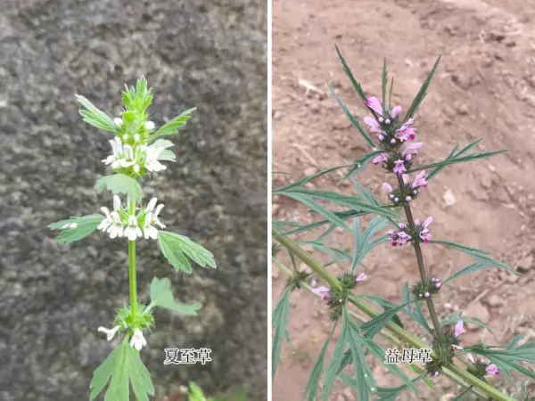 夏至草,与夏枯草益母草的区别(6)