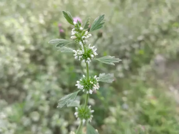 夏至草,与夏枯草益母草的区别(9)