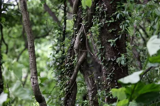 美尔藤中间读什么(4)