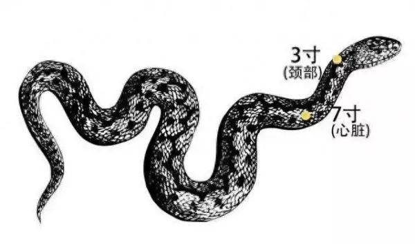 七寸是多大多少厘米(1)